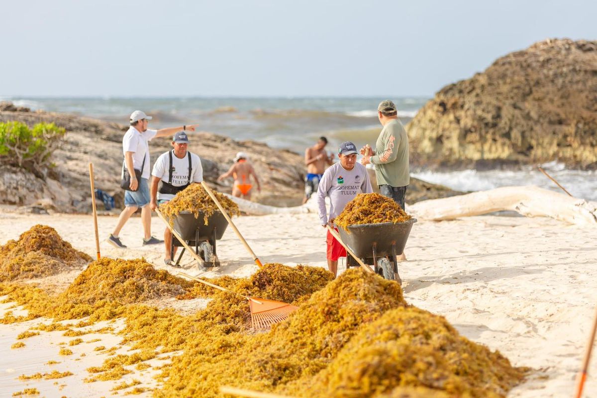When the Beach Fights Back Against the Sargassum in Tulum