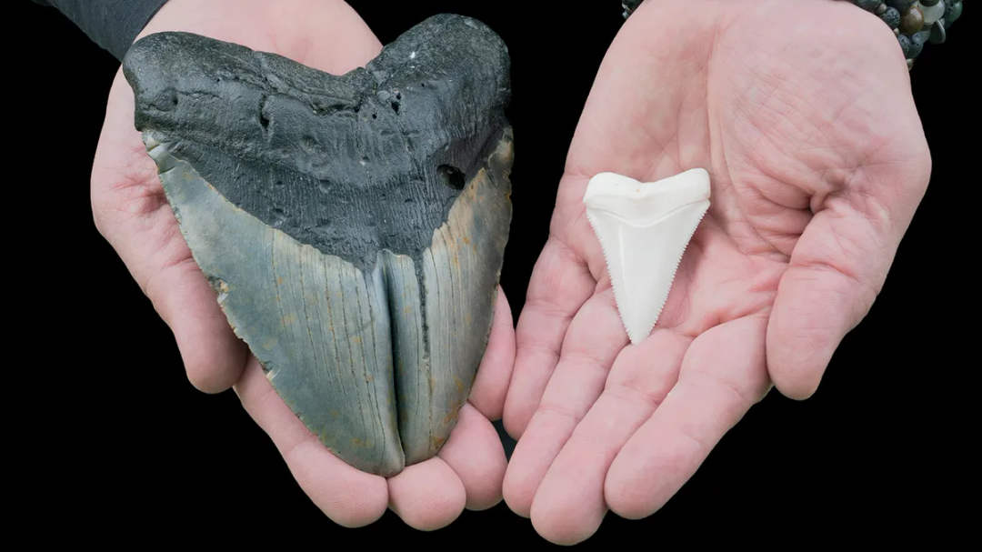 A Megalodon Tooth Was Found in a Cenote and It’s Changing Prehistoric History