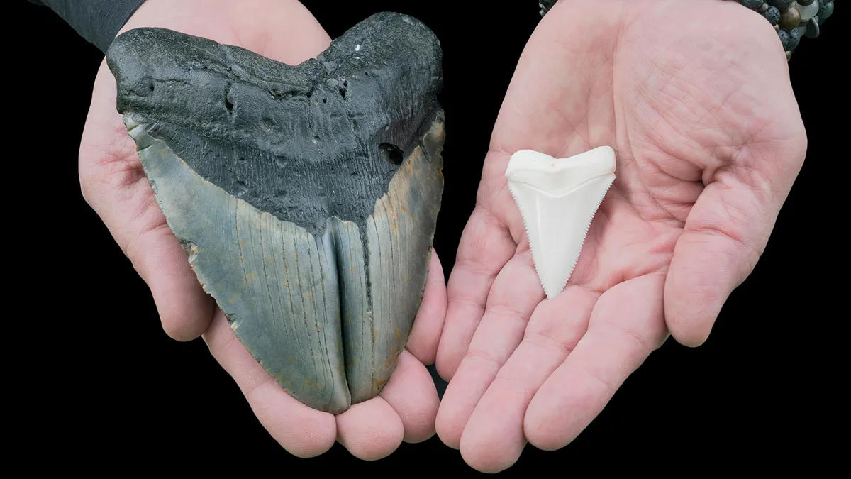 A Megalodon Tooth Was Found in a Cenote and It’s Changing Prehistoric History A Megalodon Tooth Was Found in a Cenote and It’s Changing Prehistoric History