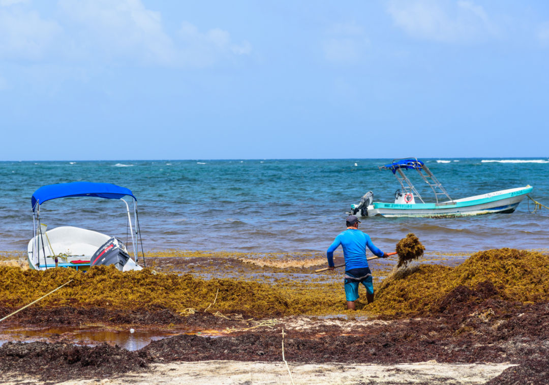 The Secret Life of Seaweed and the Tourists Who Never See It