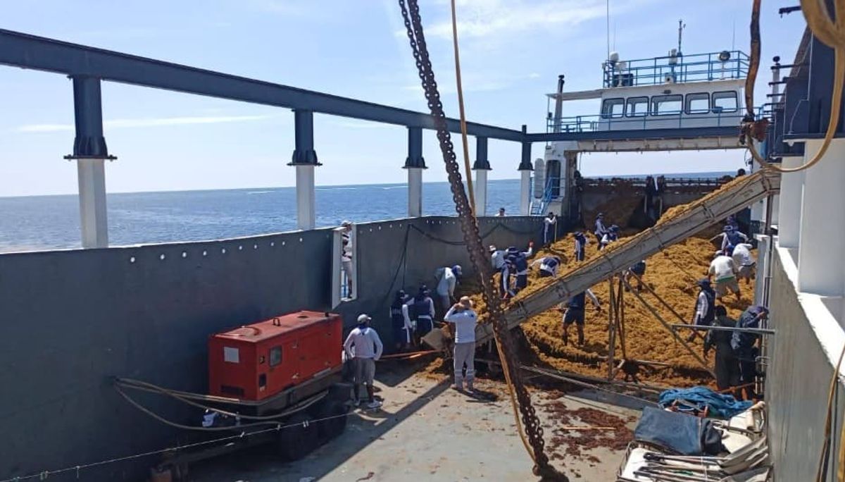 Navy Vessels Return to Tulum to Combat Sargassum Surge