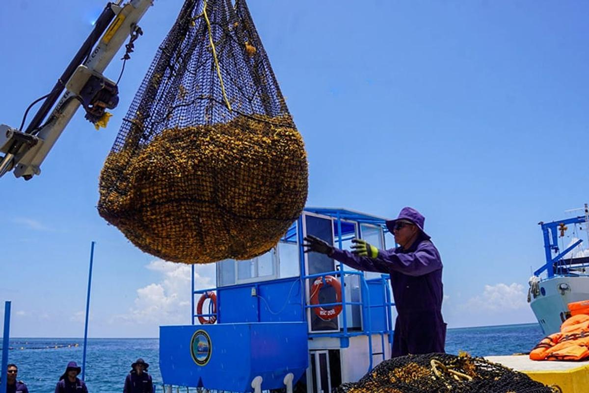 Navy Ships Return to Tulum to Combat Record Sargassum Surge Navy Ships Return to Tulum to Combat Record Sargassum Surge