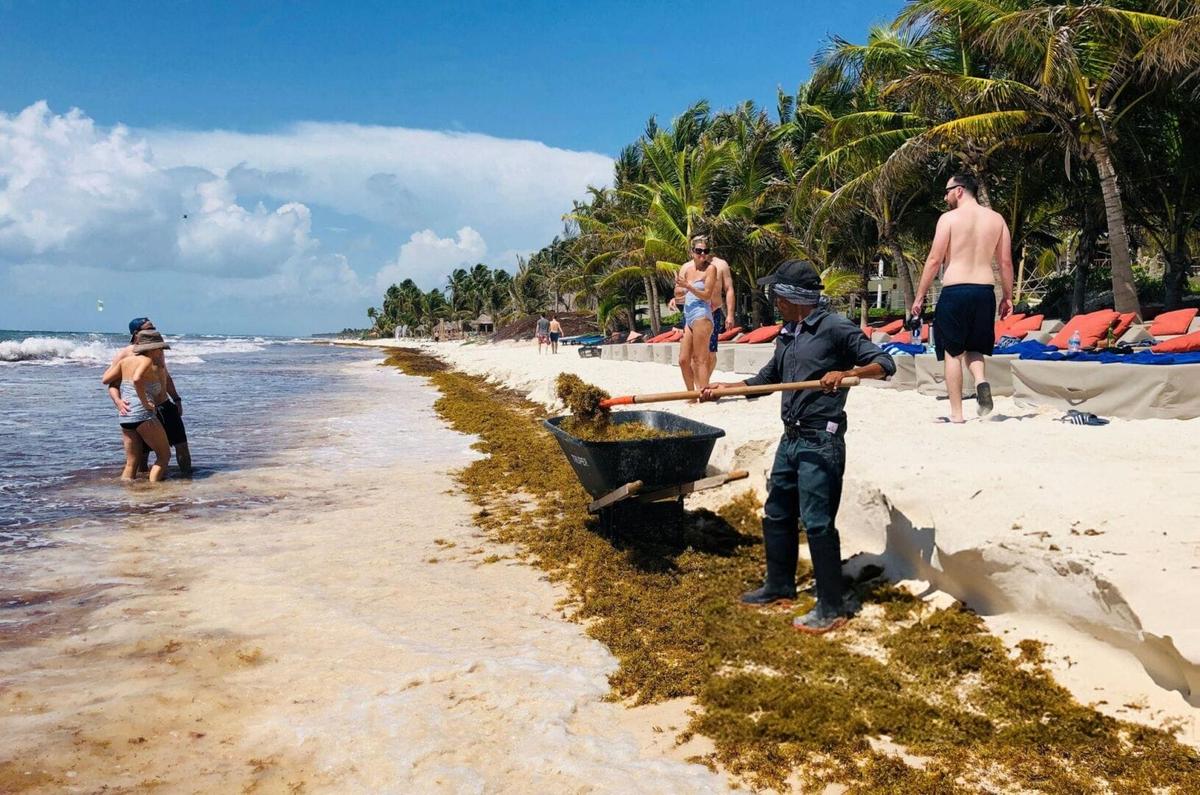 Tulum Sargassum Forecast for Fall 2025 Tulum Sargassum Forecast for Fall 2025