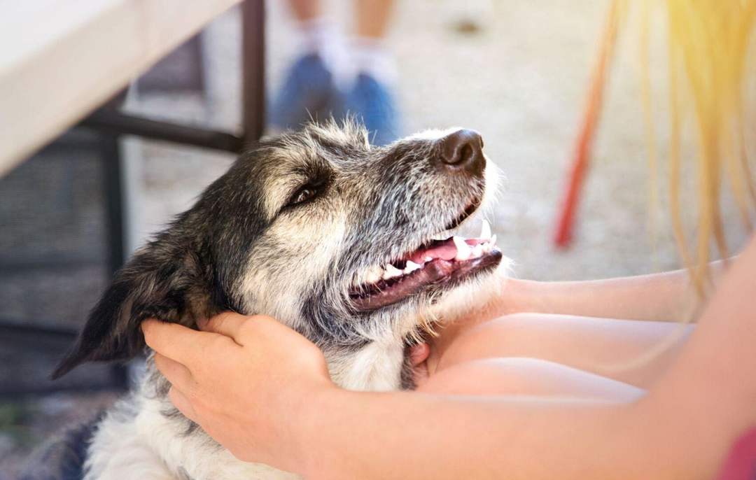 Animal Rescue Event in Tulum Aims to Promote Responsible Pet Adoption