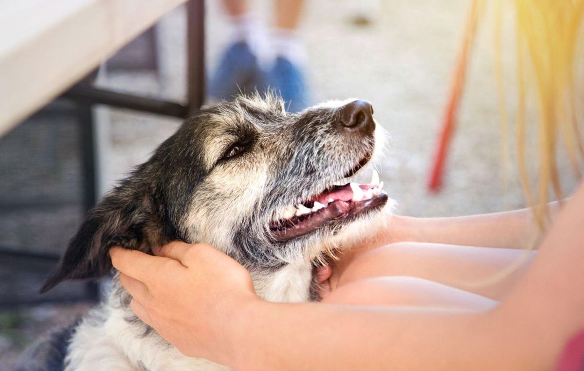 Animal Rescue Event in Tulum Aims to Promote Responsible Pet Adoption
