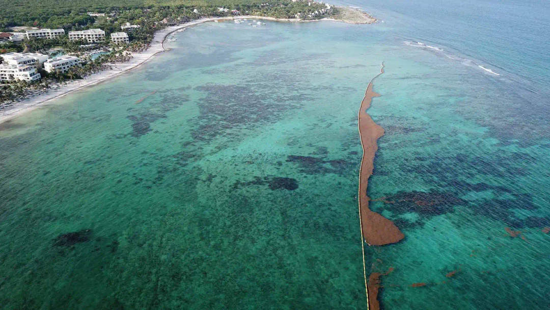 Sargassum Control Gets Smarter at International Forum in Akumal