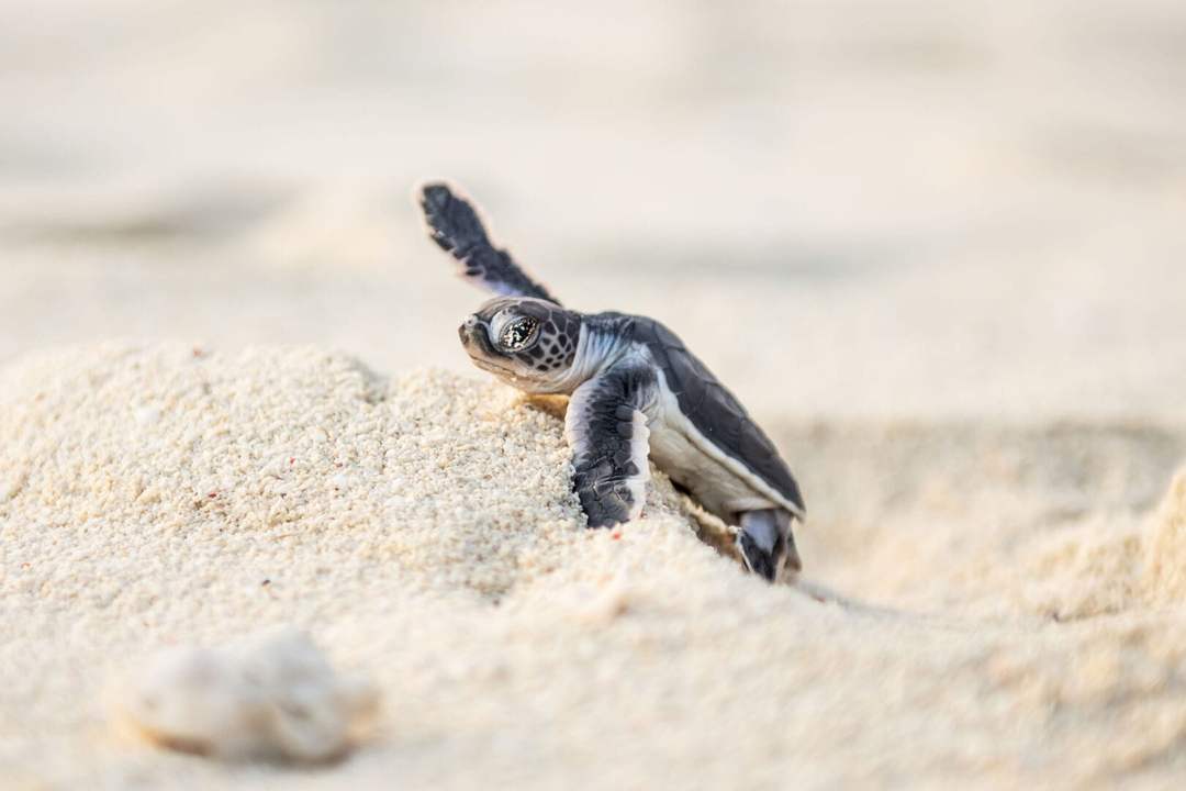 They Were Born to Find the Sea, will You Let Them?