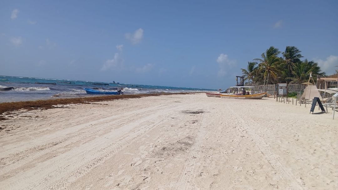 Rain Helps, But the Sargassum Keeps Coming in Riviera Maya Rain Helps, But the Sargassum Keeps Coming in Riviera Maya