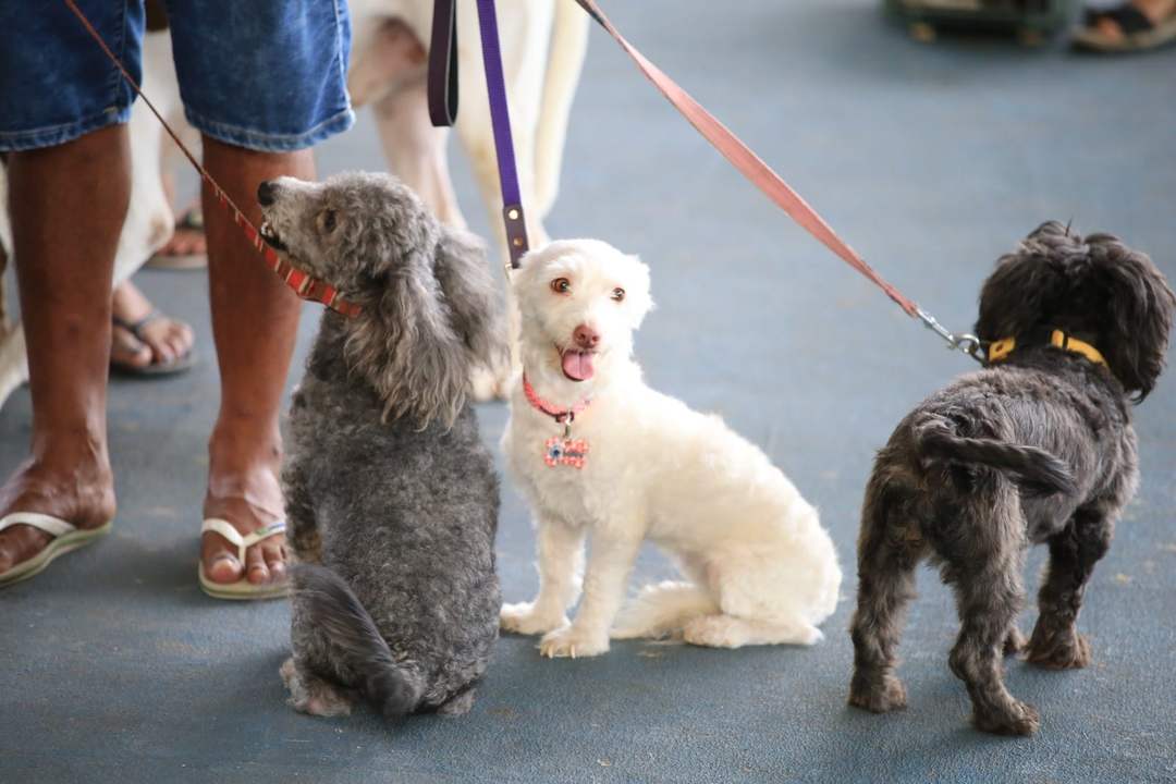 Free rabies vaccination in Tulum this Sunday at Dos Aguas Park
