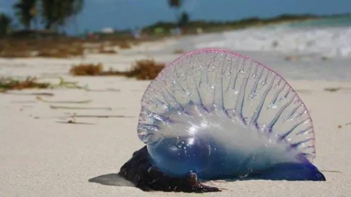 Portuguese man-of-war in Tulum beaches sparks safety warnings Portuguese man-of-war in Tulum beaches sparks safety warnings