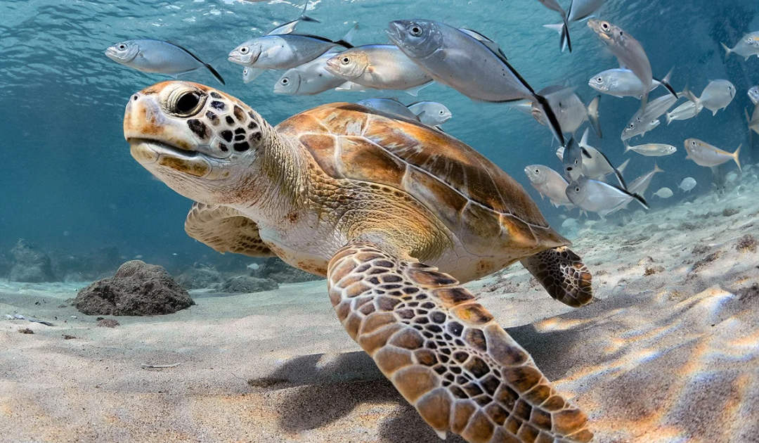 Sea Turtle Festival returns to Tulum, Akumal and Xcacel this October