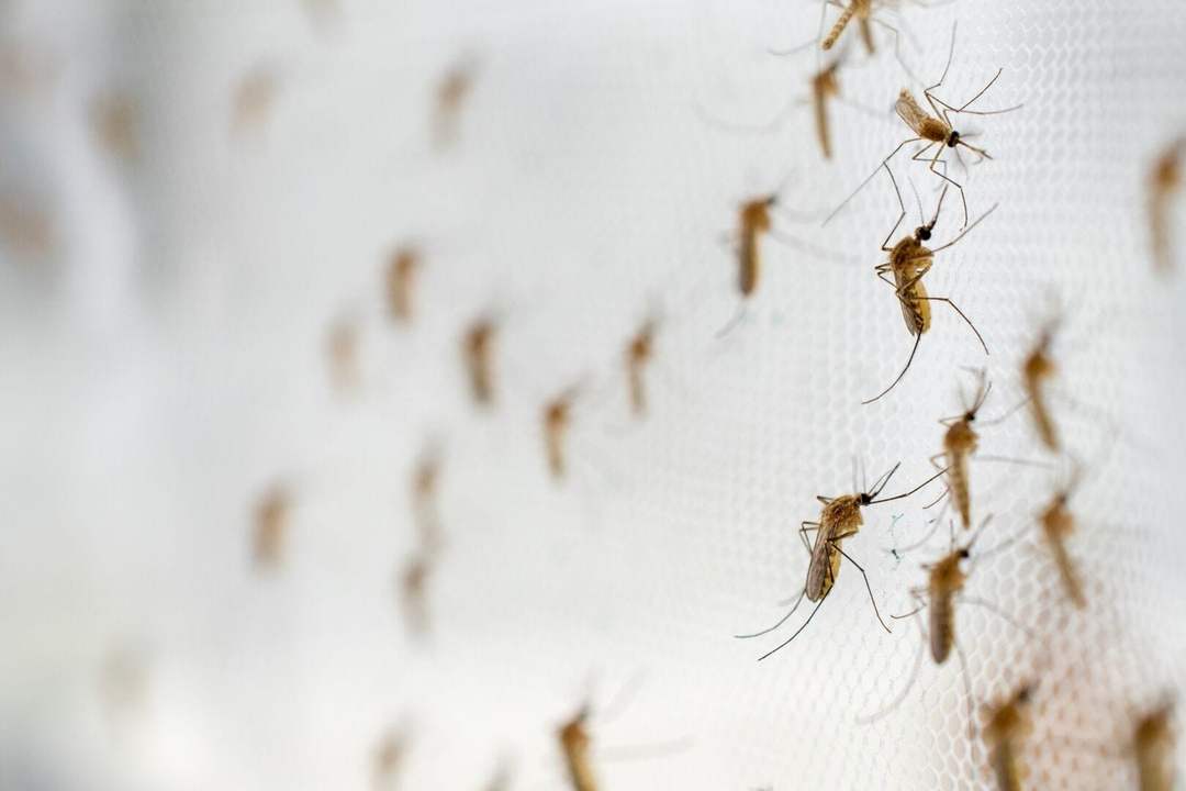 Tulum Neighborhoods Demand Fumigation After Rainfall Sparks Mosquito Boom