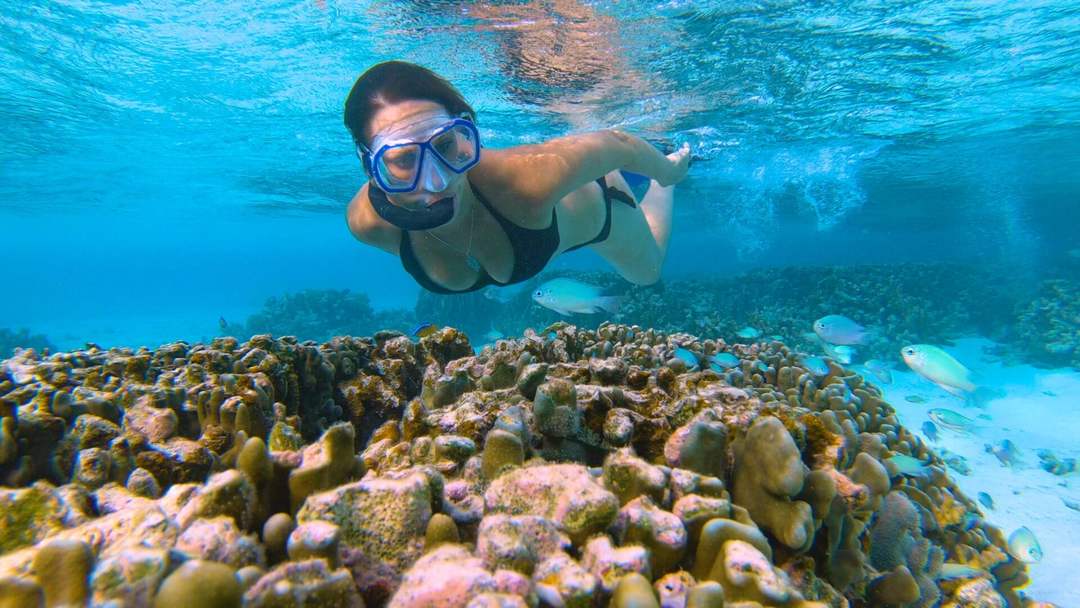 Tulum coral bleaching threatens shallow reefs and local tourism