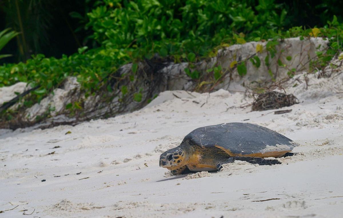 What happens when no one watches the nests? What happens when no one watches the nests?