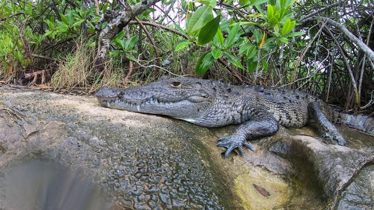 Tourists disturb resting crocodile in Tulum after mistaking it for a prop Tourists disturb resting crocodile in Tulum after mistaking it for a prop