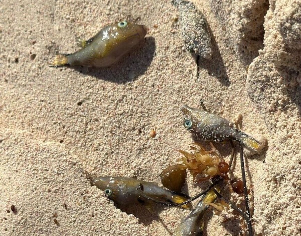Tulum pufferfish die-off triggers investigation along the coast