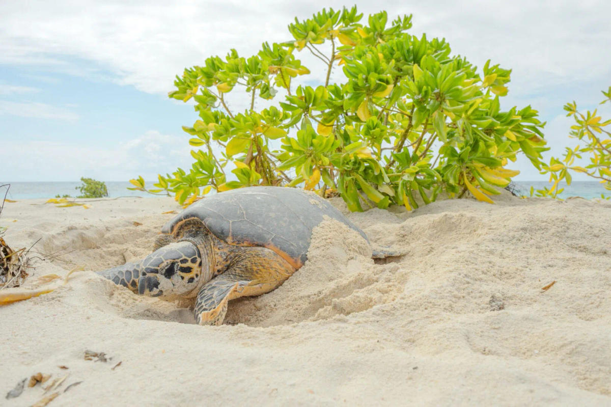 Tulum conservation program surpasses 20 million sea turtle hatchlings released Tulum conservation program surpasses 20 million sea turtle hatchlings released