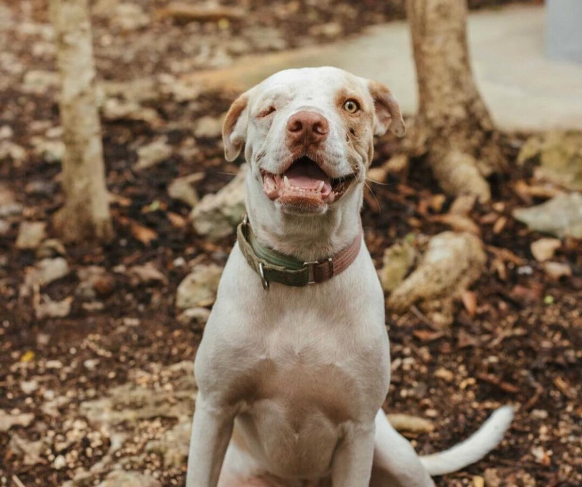 Tejido Project Plans January 17 Spay and Neuter Clinic in Tulum Tejido Project Plans January 17 Spay and Neuter Clinic in Tulum