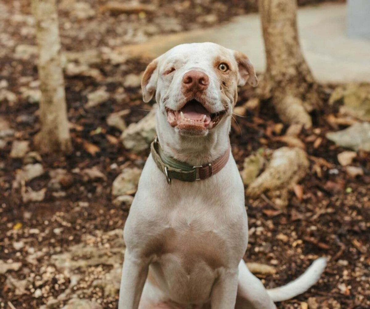 Tejido Project Plans January 17 Spay and Neuter Clinic in Tulum