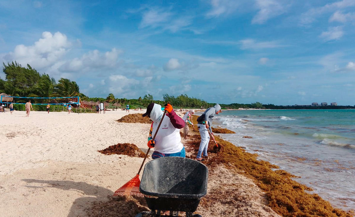 Mexico boosts sargassum response amid irregular arrivals Mexico boosts sargassum response amid irregular arrivals