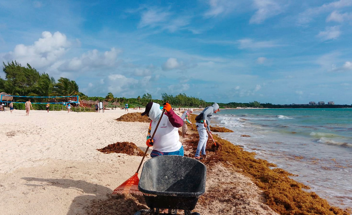 Mexico boosts sargassum response amid irregular arrivals