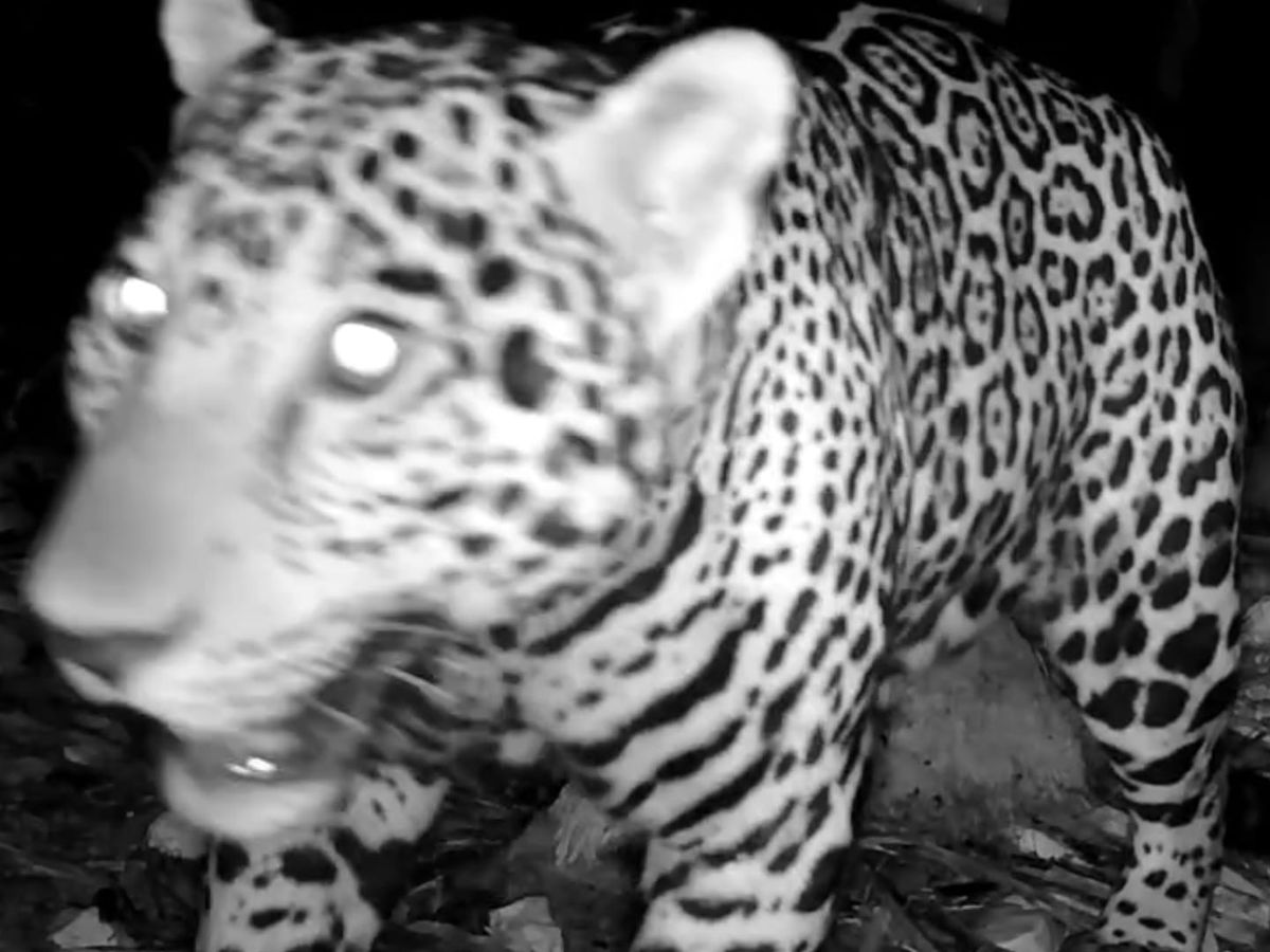 Camera trap records jaguar 200 meters from Tulum ruins