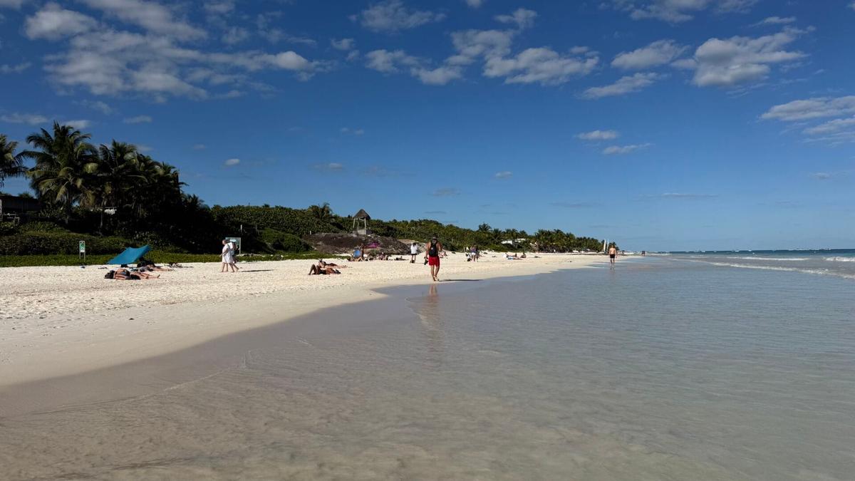 Hotels call for sanitation trust to fund sargassum control in Tulum