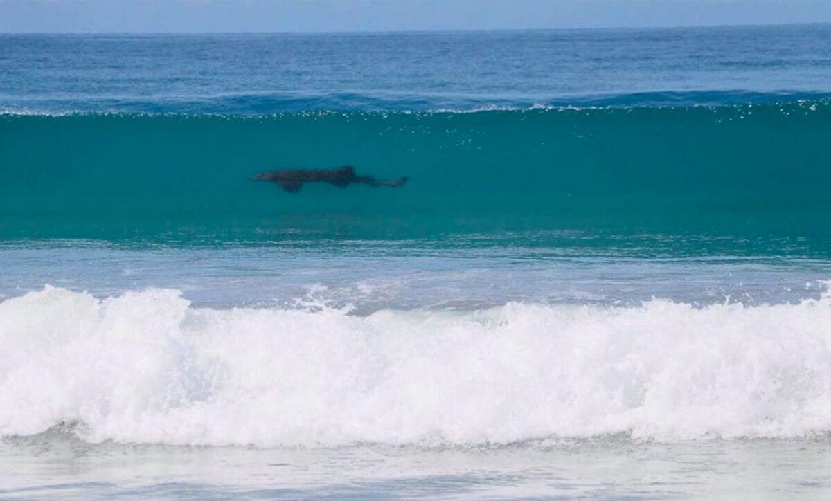 Minor relative of Lupita D’Alessio injured in Tulum shark bite Minor relative of Lupita D’Alessio injured in Tulum shark bite