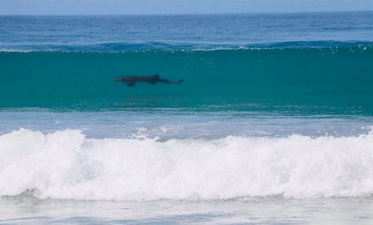 Minor relative of Lupita D’Alessio injured in Tulum shark bite