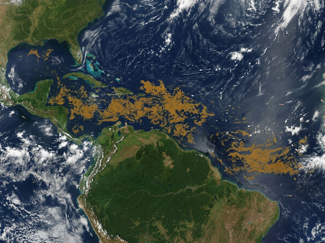 Three Massive Sargassum Waves Heading Toward Mexico and the Caribbean