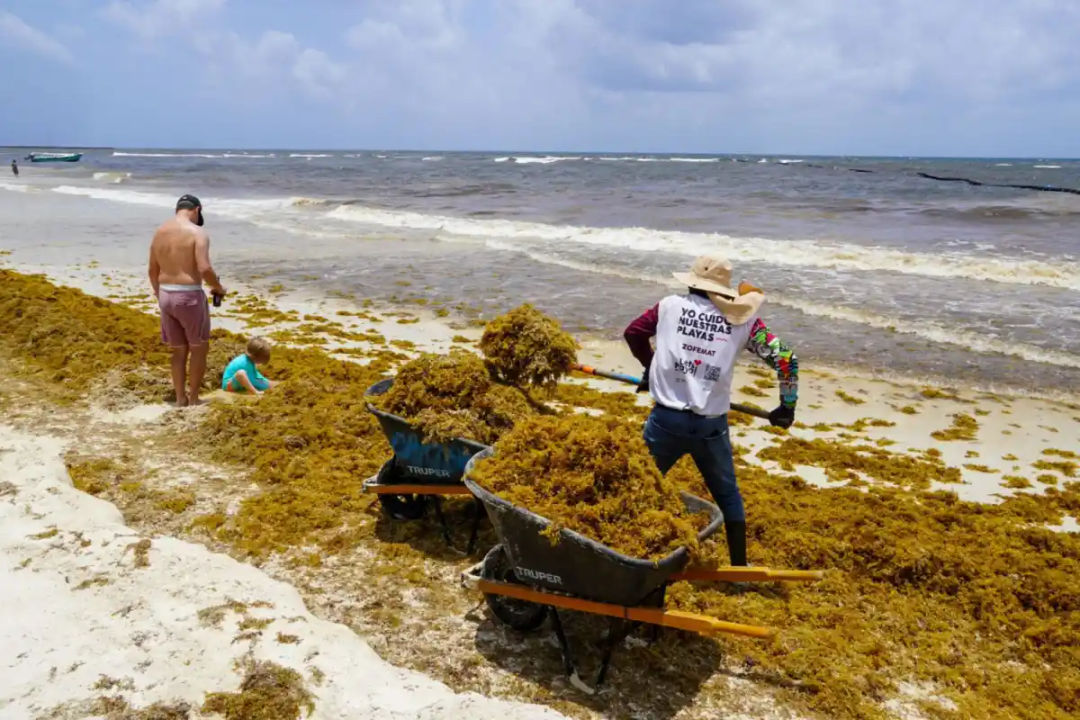 A Hotel Now Spends Three Times More Clearing Sargassum Than Keeping the Lights On A Hotel Now Spends Three Times More Clearing Sargassum Than Keeping the Lights On