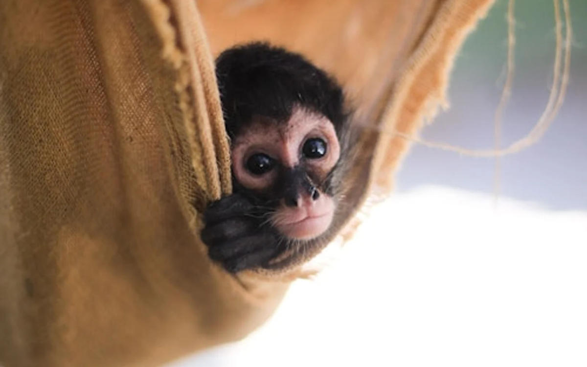 Tulum Activates Primate Protection Protocol as Heat Waves Threaten Spider and Howler Monkeys Tulum Activates Primate Protection Protocol as Heat Waves Threaten Spider and Howler Monkeys
