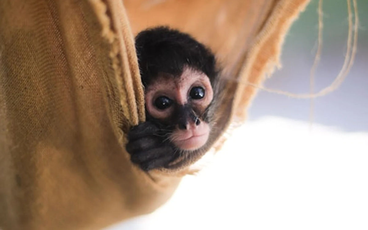 Tulum Activates Primate Protection Protocol as Heat Waves Threaten Spider and Howler Monkeys