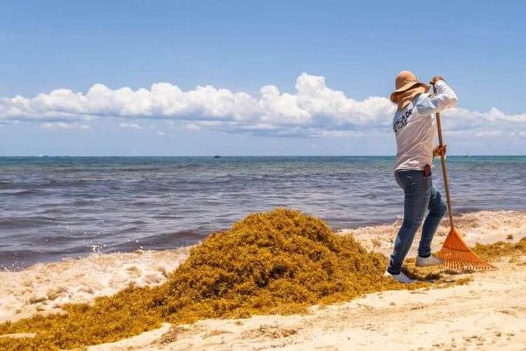 Can Riviera Maya turn the 2025 sargassum crisis into opportunity? - Photo 6