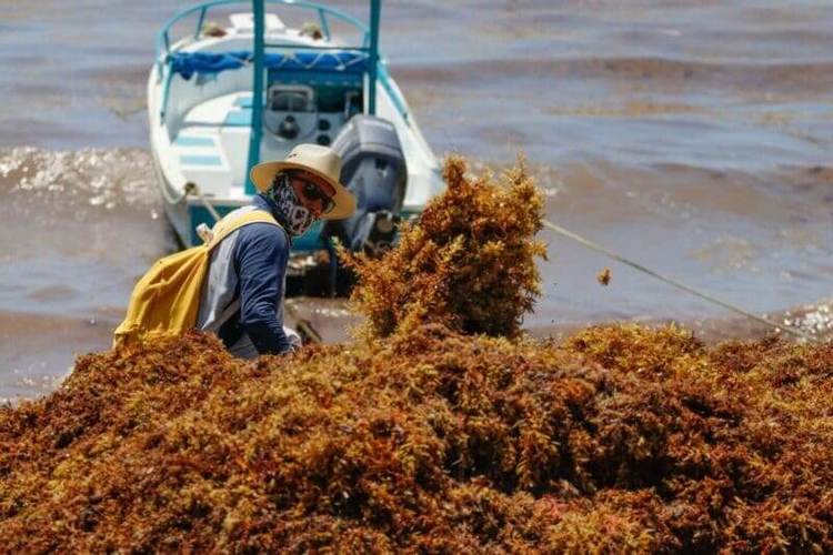 Sargassum Returns to the Mexican Caribbean With New Patterns That Are Hard to Ignore - Photo 3 Sargassum Returns to the Mexican Caribbean With New Patterns That Are Hard to Ignore - Photo 3