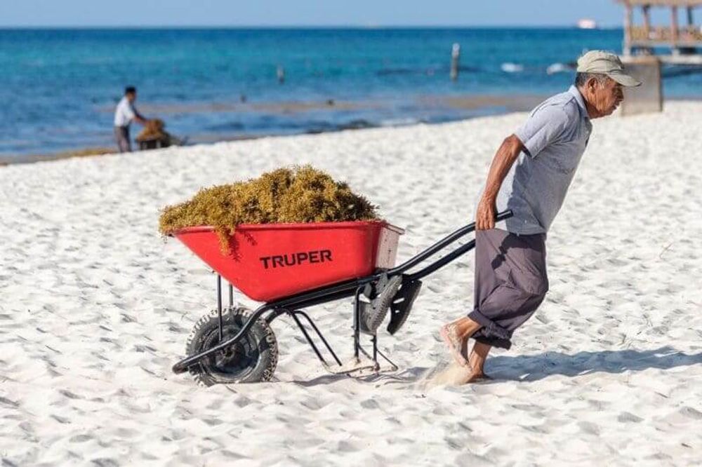 Can Riviera Maya turn the 2025 sargassum crisis into opportunity? - Photo 2