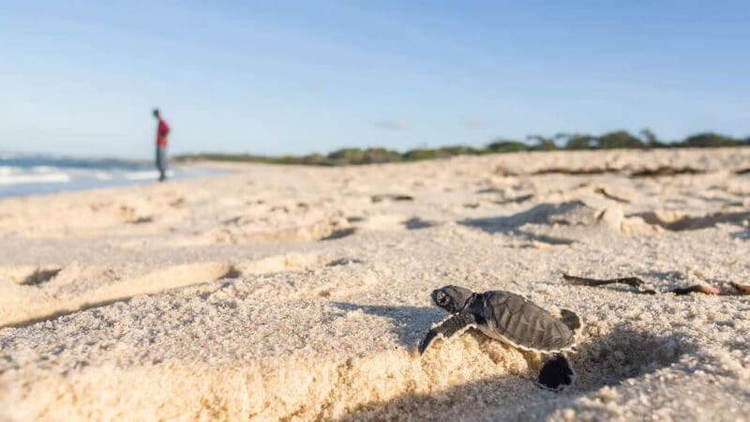 Sargassum invasion puts endangered loggerhead turtles at greater risk - Photo 1