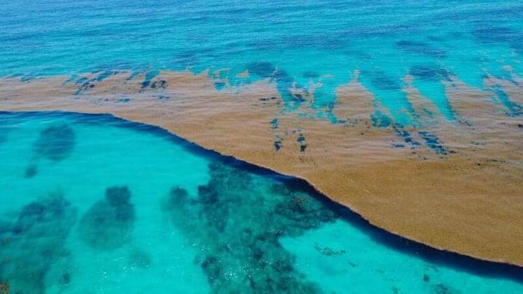The origin of sargassum seaweed and how it’s reshaping Caribbean shores - Photo 8 The origin of sargassum seaweed and how it’s reshaping Caribbean shores - Photo 8