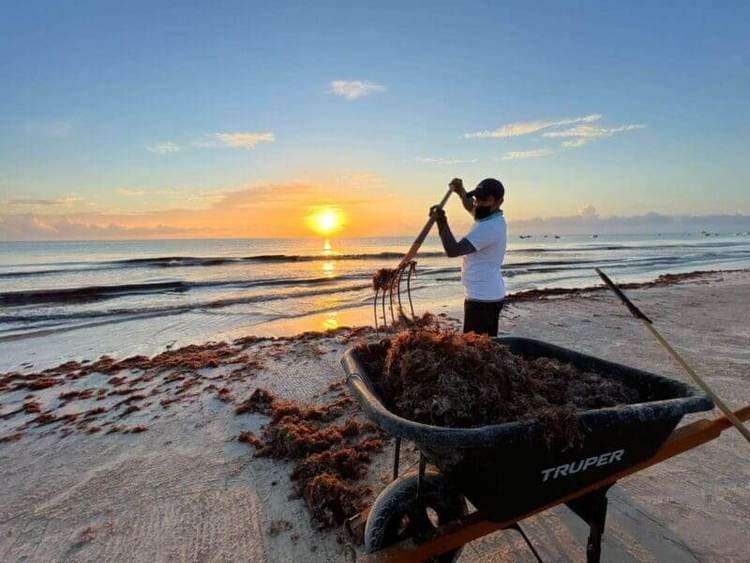 Sargassum in Mexico: Battling an Unwelcome Tide on the Caribbean Coast - Photo 9 Sargassum in Mexico: Battling an Unwelcome Tide on the Caribbean Coast - Photo 9