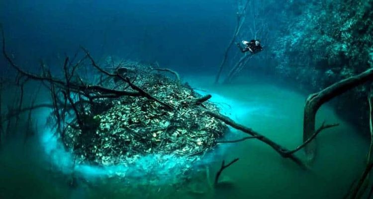 Top cenotes in Tulum you must visit: a complete list and visitor’s guide - Photo 11 Top cenotes in Tulum you must visit: a complete list and visitor’s guide - Photo 11