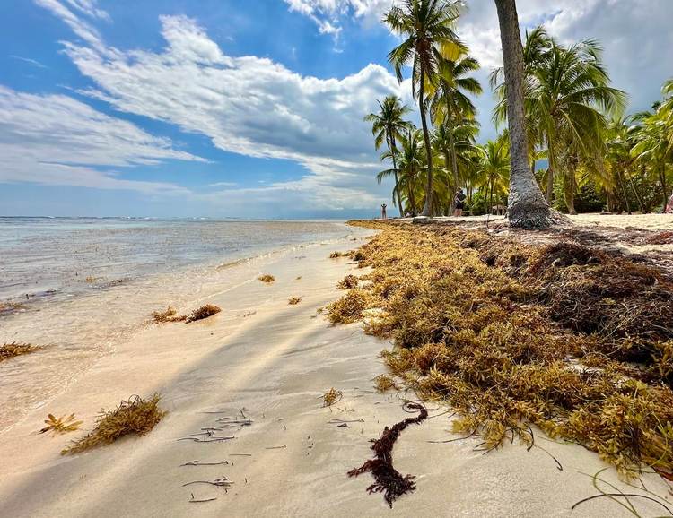Sargassum Seaweed in Tulum and the Riviera Maya: What to Expect in 2025 - Photo 1 Sargassum Seaweed in Tulum and the Riviera Maya: What to Expect in 2025 - Photo 1