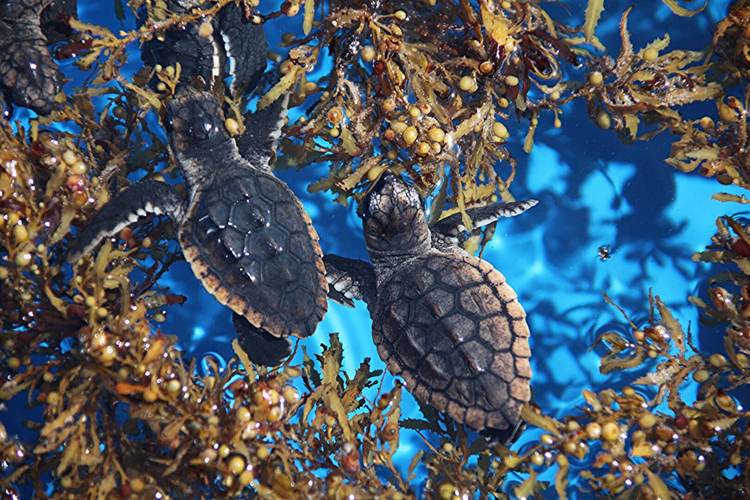 Sargassum Seaweed in Tulum and the Riviera Maya: What to Expect in 2025 - Photo 2 Sargassum Seaweed in Tulum and the Riviera Maya: What to Expect in 2025 - Photo 2