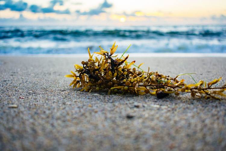 Sargassum Seaweed in Tulum and the Riviera Maya: What to Expect in 2025 - Photo 4 Sargassum Seaweed in Tulum and the Riviera Maya: What to Expect in 2025 - Photo 4