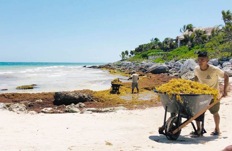 Sargassum Forecast 2025 for the Riviera Maya - Photo 1