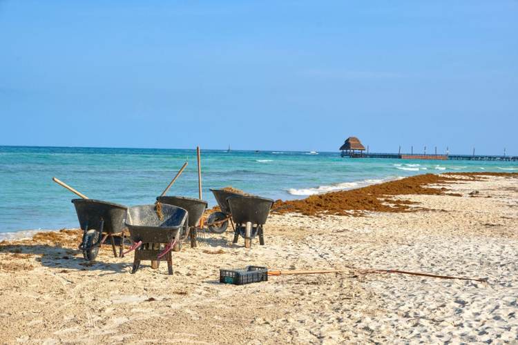 Sargassum Forecast 2025 for the Riviera Maya - Photo 3