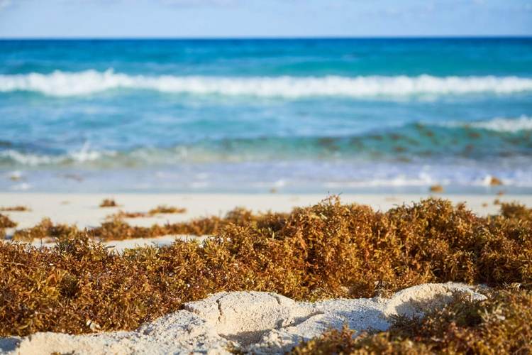 Sargassum Forecast 2025 for the Riviera Maya - Photo 4
