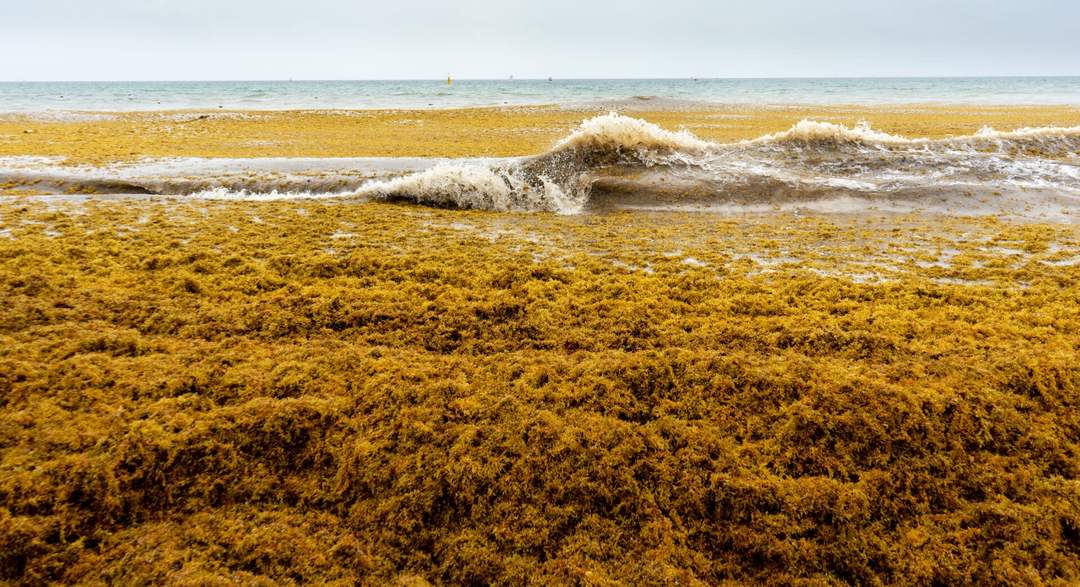 Tulum’s beaches face seaweed surge, but these hidden gems await inland
