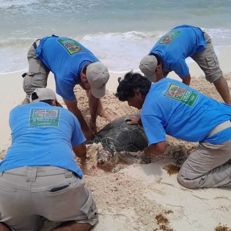 Sea Turtle Camp Volunteering 2025, Protecting Life at the Edge of the Caribbean - Photo 1 Sea Turtle Camp Volunteering 2025, Protecting Life at the Edge of the Caribbean - Photo 1