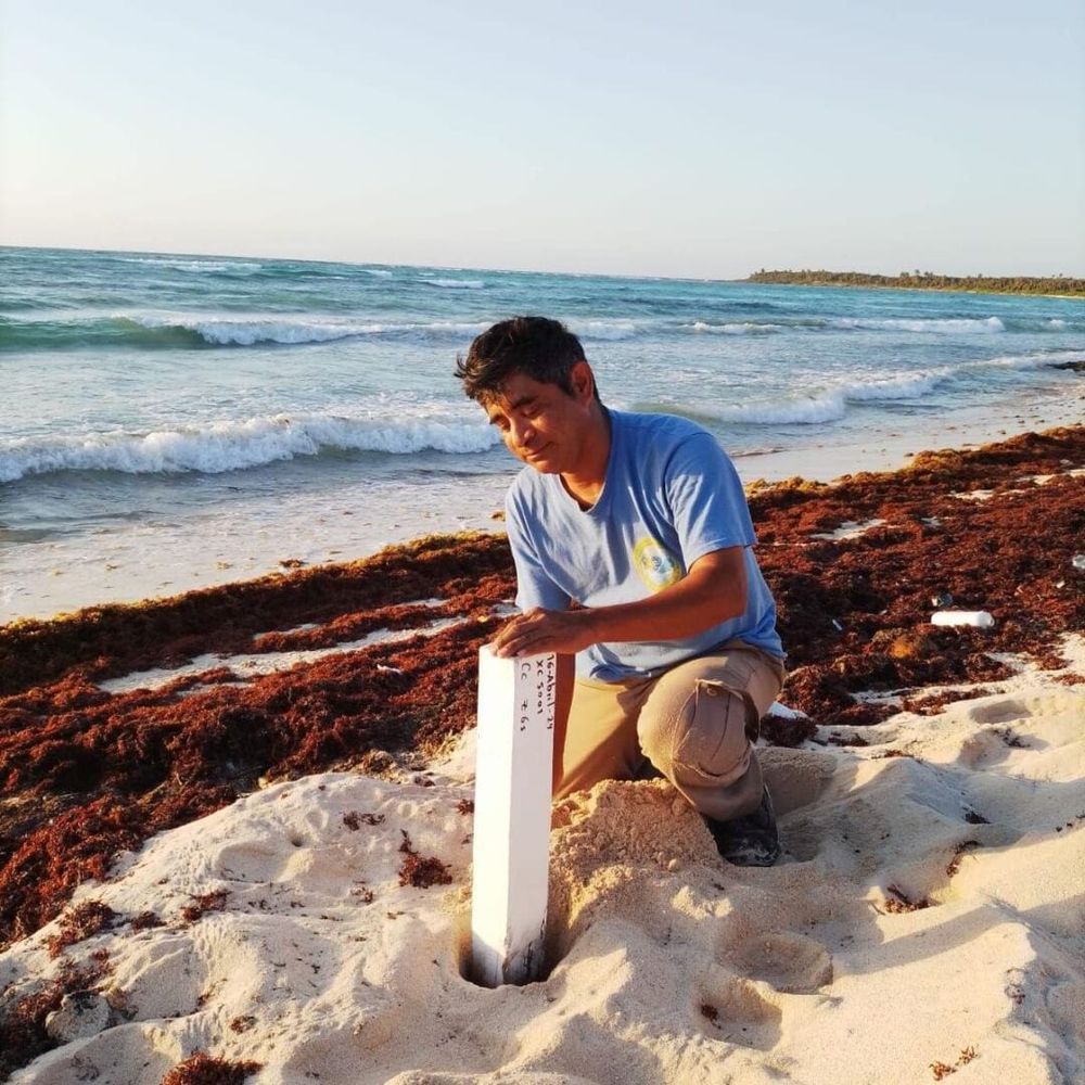 Sea Turtle Camp Volunteering 2025, Protecting Life at the Edge of the Caribbean - Photo 2