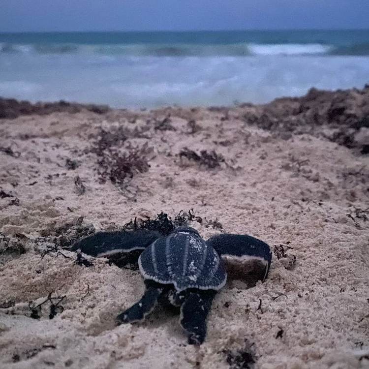Sea Turtle Camp Volunteering 2025, Protecting Life at the Edge of the Caribbean - Photo 3 Sea Turtle Camp Volunteering 2025, Protecting Life at the Edge of the Caribbean - Photo 3